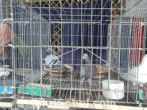রেসার ১ জোড়া, কালদম একজোড়া, গিরিবাজ একজোড়া, ফ্যান্টেল